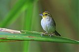 Yellow-browed Sparrow